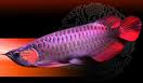 Breath taking Asian Arowana for sale