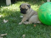 pug available.