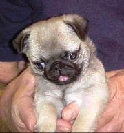 PUG PUPPY FOR SALE  - PUREBRED 