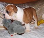 Two Adorable English Bulldog Puppies for Adoption