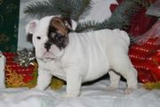 Super Soculent English Bulldog Pups For Free Adoption