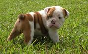 Affectionate English Bulldog Puppies Ready For Adoption