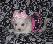 Toy AKC Maltese Puppies