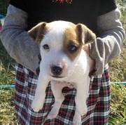 Jack Russell -7 weeks old, only 2 left Read more: http://louisville.e