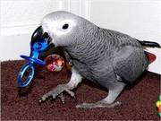 DNA tested African Gray Parrots for adoption