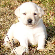 Labrador Retriever Puppies For Sale
