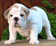 cute english bulldog puppies