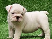 TWO MALE AND FEMALE ENGLISH BULLDOG PUPPIES FOR REHOMING