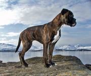 Boxer is a medium, squarely