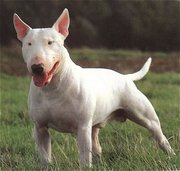 Bull Terrier is a loyal, affectionate, loving, and humerous dog. It is