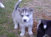 lovely and potty train siberian husky puppies for sale