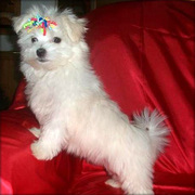 Maltese puppy for adoption.