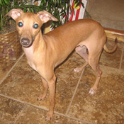 Italian Greyhound puppy for sale