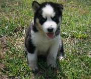 we have this puppy for you