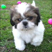 Shih Tzu Puppy For Sale