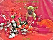 Chihuahua - Fawn w/Black Mask Short Hair Male - ~ NOAH  Read more: htt