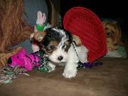 AKC Female Parti Yorkie