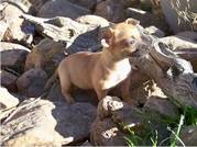 Cute Chihuahuas-10 weeks old
