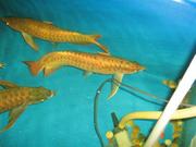 QUALITY AROWANAS FISHES FOR SALE!!!