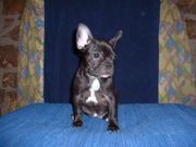 French Bulldog Puppies for sale ready for a new  home