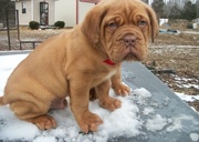 Dogue+de+bordeaux+cross+american+bulldog+for+sale