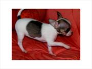 8 Weeks old CKC Chihuahua Puppy