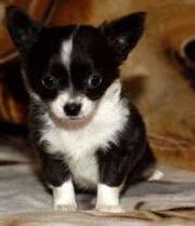 Adorable chihuahua puppies for sale