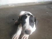 Bull Arab puppies for sale Good natured
