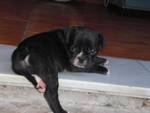 young french bull dog for home adoptiom