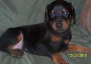 Lovely Doberman Pinscher Puppies ready for adoption