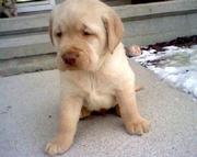 Outstanding Labrador Retriever Puppies ready for adoption