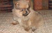 Potty Trained Pomeranian puppies available for good homes