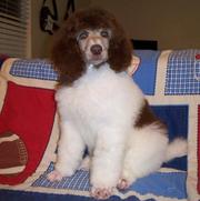 Black and White Standard poodle Puppies ready now