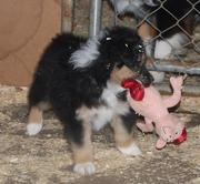 ho, e traimned Australian Shepherd Puppies For Sale 