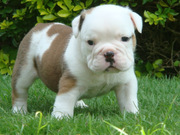 lovely english bull dog for adoption