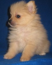 Pomeranian Puppies for Sale