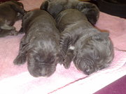 bandog, puppies, australian, mastiff, neopolitan, bandogge, puppy, aussie, neo