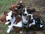 MASTIFF RIDGEBACK x BRITTISH BULL TERRIOR