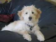 Golden Retriever Puppies for sale now