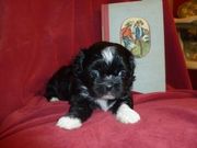 Cheap+shih+tzu+puppies+for+sale+in+michigan