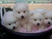 Japanese Spitz Puppies for Sale