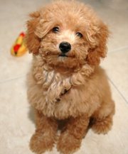 Golden Toy Poodle