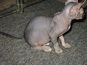 sphynx Gen 1 maled desexed