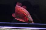 QUALITY AROWANAS FISHESQUALITY AROWANAS FISHES 