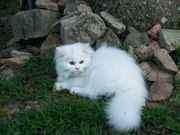 Persian Kittens CFA Reg