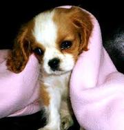 I AM SEEKING A CAVALIER PUP