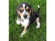 Beagle Puppies for sale