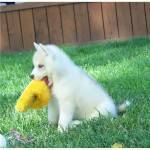 cute siberian husky puppy for a good and caring home