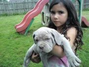 Wonderfull and Mavelouse Neapolitan Mastiff Puppies for sale