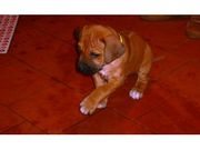 Cute Baby Rhodesian Ridgeback Puppies for sale